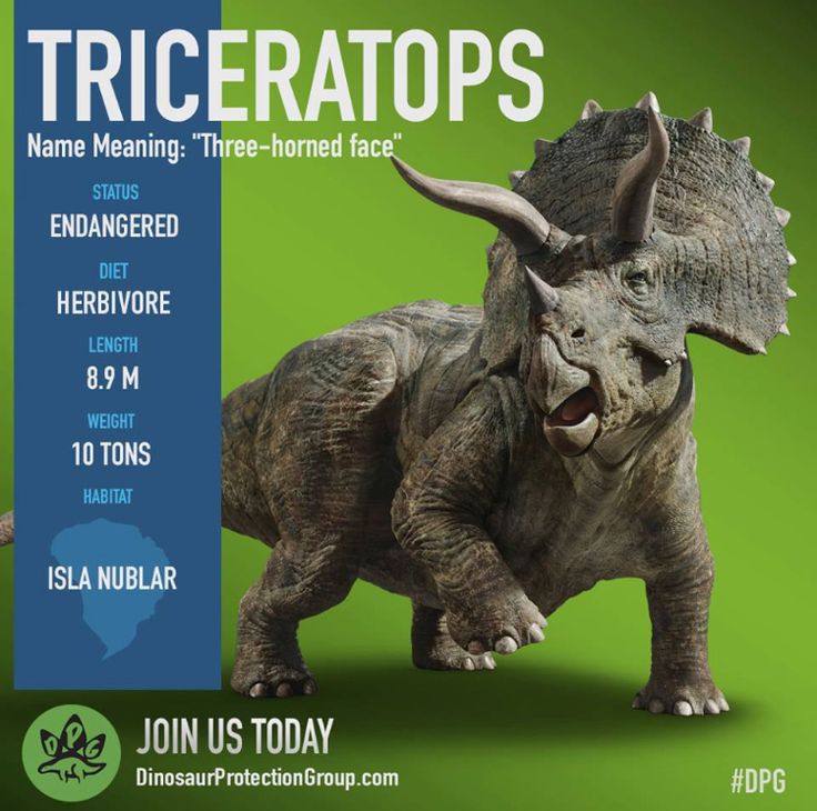 Triceratops 2. 050